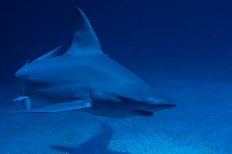Stunning underwater shot of a hammerhead shark swimming gracefully in deep blue ocean