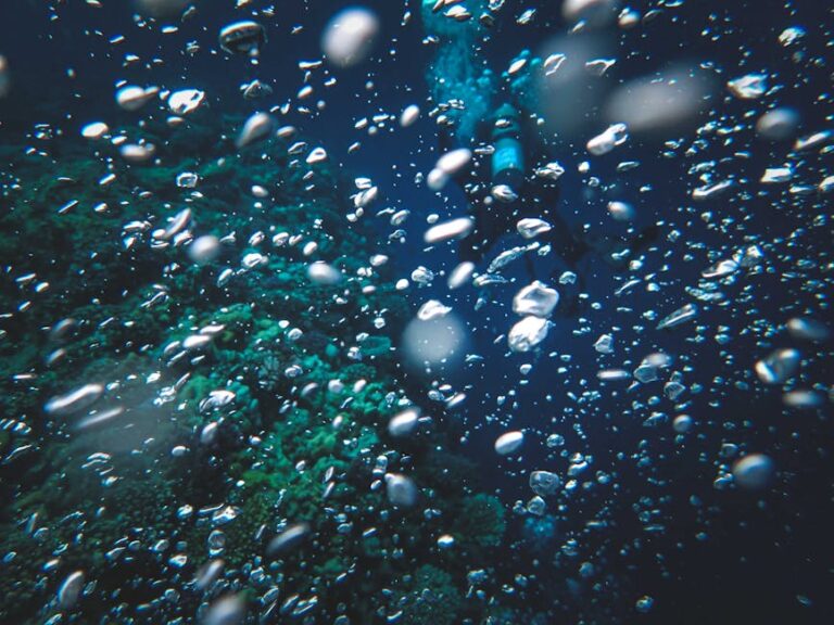 5 Fatos Surpreendentes Sobre Vidas Submarinas