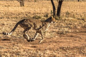Curiosidades Sobre os Animais Mais Rápidos do Planeta
