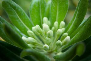 Fascinantes Segredos do Reino Vegetal: Descubra o Mundo das Plantas