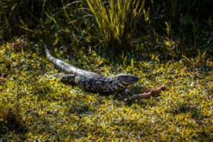 Fatos Desconhecidos do Desaparecimento dos Dinossauros