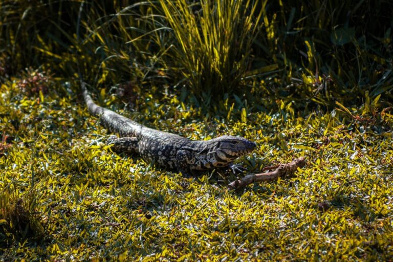 Fatos Desconhecidos do Desaparecimento dos Dinossauros
