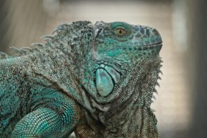 Vibrant close-up of a green iguana showcasing detailed scales and textures.