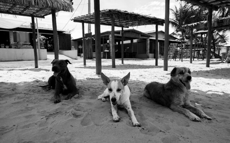 Os Segredos da Comunicação Animal: Descobrindo a Linguagem dos Bichos