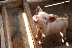 5 Descobertas que Prova que os Animais são mais Inteligentes do que Você Pensava